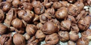 Organic Areca Nut