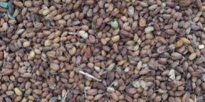 Neem Seeds