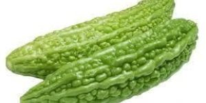Fresh Hybrid Bitter Gourd