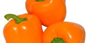 Fresh Orange Capsicum