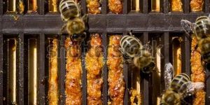 Bee Propolis