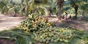 Agri Business Consultancy