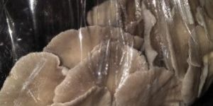 Oyster Mushroom