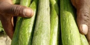 Hybrid Vegetable Seeds