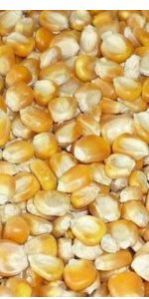 Yellow Maize
