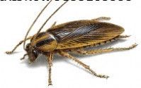 Cockroaches Pest Control Services
