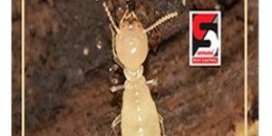 Termite Pest Control Service
