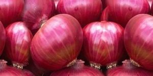 Onion