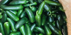 Jalapeno Pepper