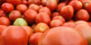 Fresh Organic Tomato