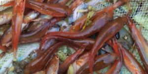 Stripped Murrel Fish Seed