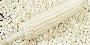 White Maize
