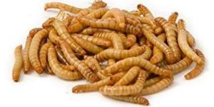 Dried Mealworms