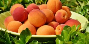 Apricots