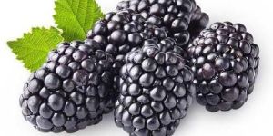 Fresh Blackberry
