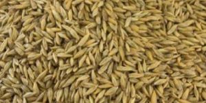 Barely (JAV) & Oats (Jia) Seed for plantation