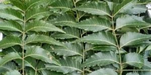 Neem Leaves