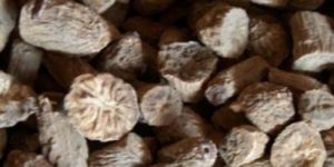 Unroasted Chicory Roots