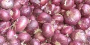 Fresh Red Onion