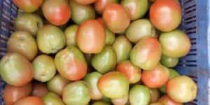 Nashik Tomato