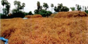 Polygala Senega Root