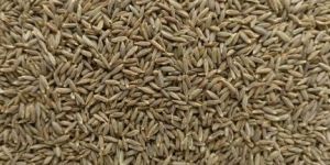 Cumin Seeds