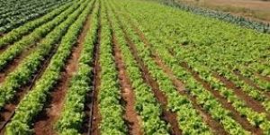 Contract Plantation Services