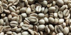 Green Coffee Bean