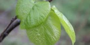 Organic Linden Leaves