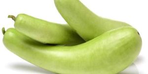 Fresh Bottle Gourd