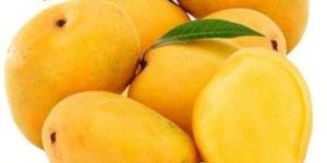 Fresh Alphonso Mango