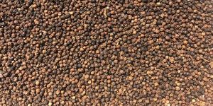 Black Pepper