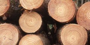 Pine Wood Logs