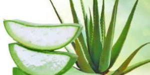 Aloe Vera Gel