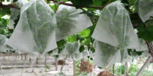 Non Woven Crop Cover