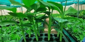 Banana Tissue Cultured Plants