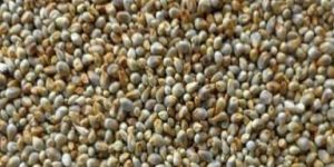 kambu-Pearl millet