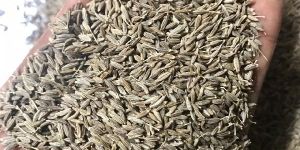 Cumin Seeds