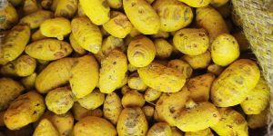 Natural Turmeric Bulb