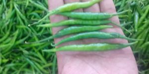 Fresh Green Chilli