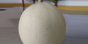 Fresh Muskmelon