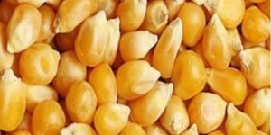 Maize Seeds