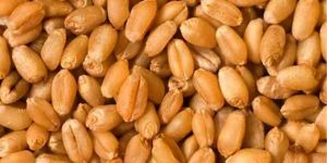 Wheat Seeds