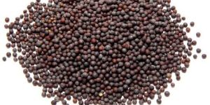 Mustard Seeds