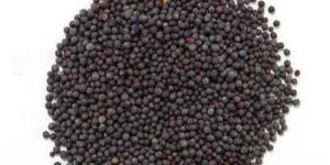 Mustard Seeds
