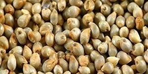 Bajra Seed