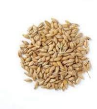 Barley Seeds
