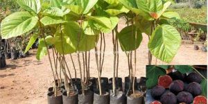 Anjeer Plant