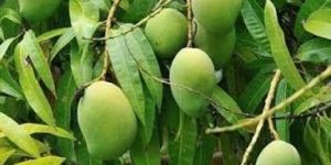Mango Plant