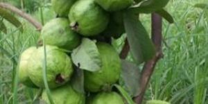 Taiwan Seedless Guava Plant